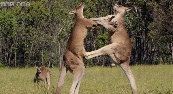 Kangaroo fight club : violente bagarre entre 2 kangourous (vidéo)