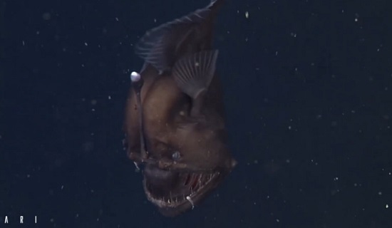 Un poisson monstrueux filmé pour la première fois (vidéo)