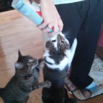 Ces chats sont accros à la crème Chantilly (vidéo)