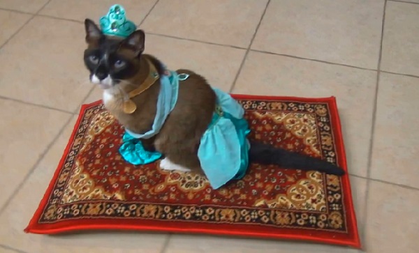 Un chat déguisé en Jasmine d’Aladin se promène en tapis volant (vidéo)