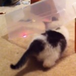 Piéger son chat avec un pointeur laser (vidéo)