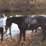 Ce cheval entre dans l&rsquo;eau pour la première fois (vidéo)