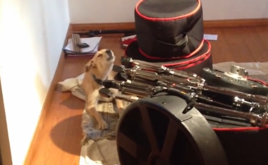 Un chien chante du blues ! (vidéo)