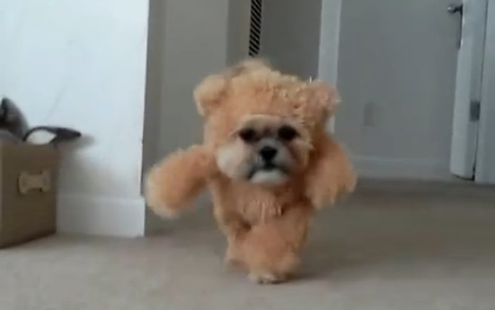 Le meilleur costume pour chien de tous les temps ? (vidéo)