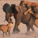 Un éléphanteau survit à l&rsquo;attaque de 14 lions (vidéo)