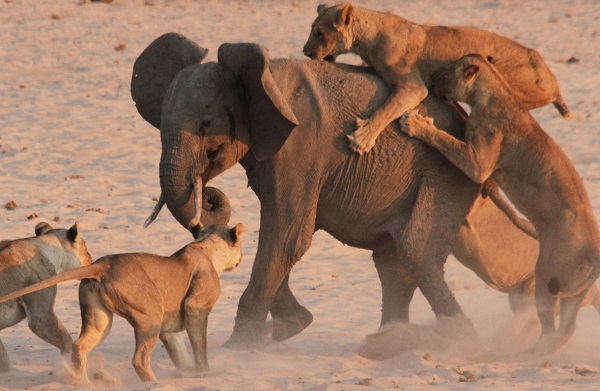 Un éléphanteau survit à l’attaque de 14 lions (vidéo)