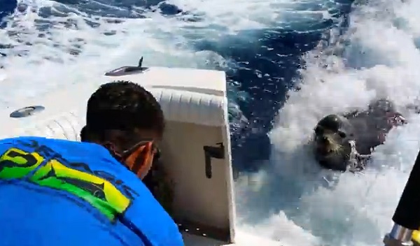 Des pêcheurs se font racketter par une otarie (vidéo)