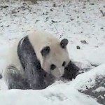 Un panda s&rsquo;éclate dans la neige (vidéo)