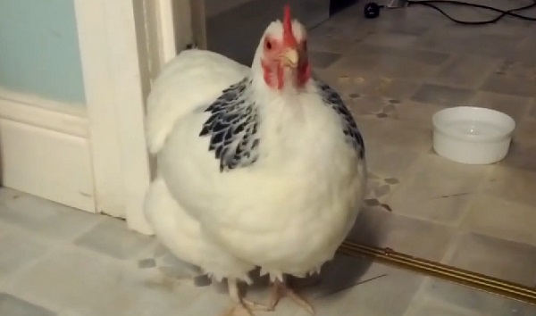 Avez-vous déjà vu une poule éternuer ? (vidéo)