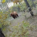 Attaqué par un ours, un cycliste filme la scène avec sa GoPro (vidéo)