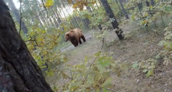 Attaqué par un ours, un cycliste filme la scène avec sa GoPro (vidéo)
