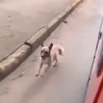 Un chien poursuit l&rsquo;ambulance qui transporte son maître à l&rsquo;hôpital (vidéo)