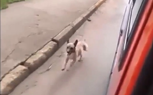 Un chien poursuit l&rsquo;ambulance qui transporte son maître à l&rsquo;hôpital (vidéo)