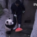 Ce panda refuse que le gardien passe le balai (vidéo)