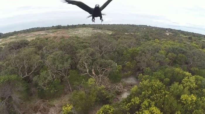 Un aigle attaque un drone !