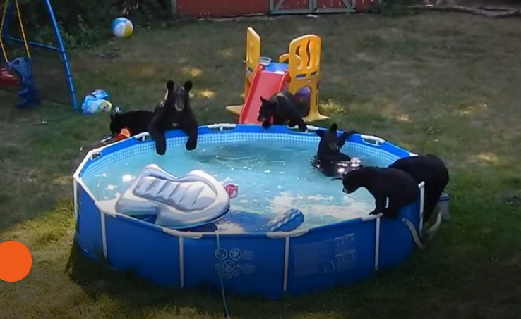 Une maman ours emmène ses oursons à la piscine