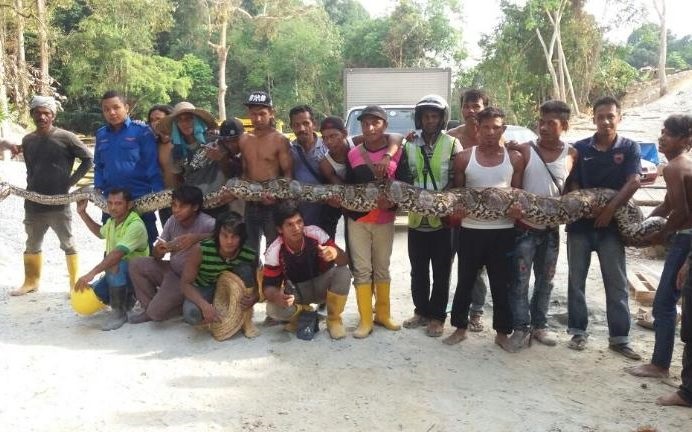 Un serpent de plus de 8 mètres de long découvert en Malaisie