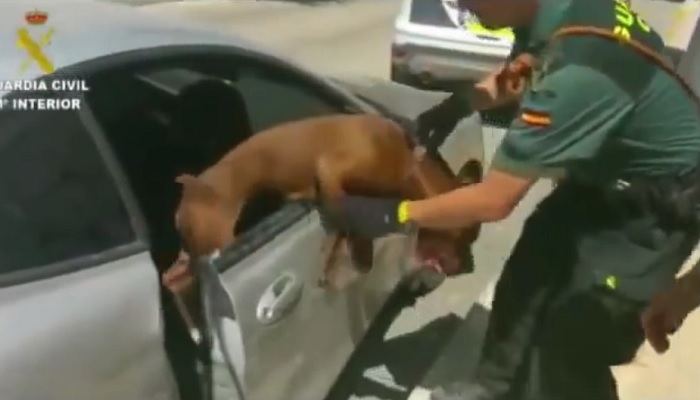 Des policiers sauvent un pitbull enfermé en plein soleil dans une voiture